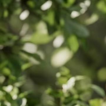 Capteur de pluie intelligent f - Smart Garden Devices avis et prix